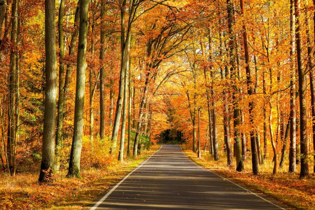 autumn, forest, road-8362844.jpg